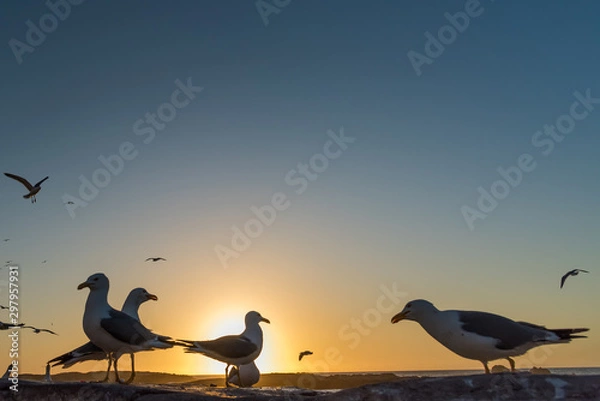 Fototapeta Seagull sunset