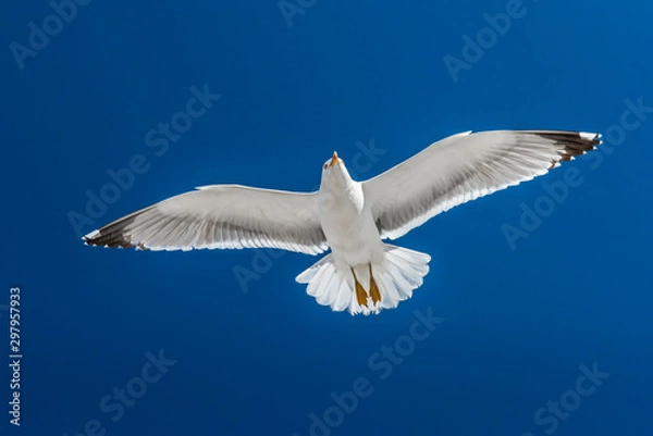 Fototapeta Seagull