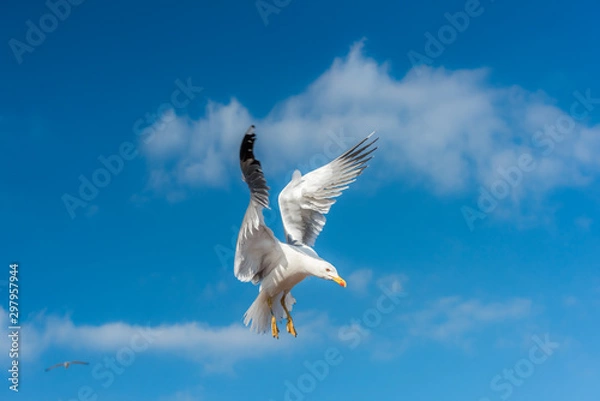 Fototapeta Seagull