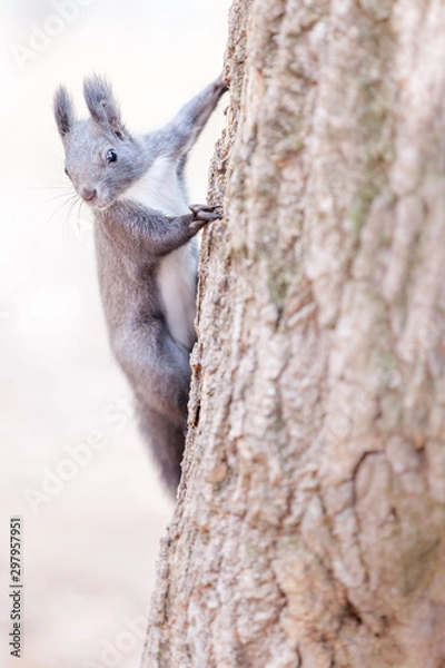 Fototapeta squirrel on a tree