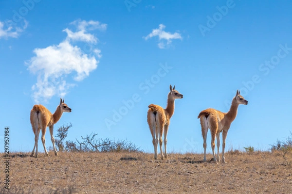 Fototapeta Three Guanaco