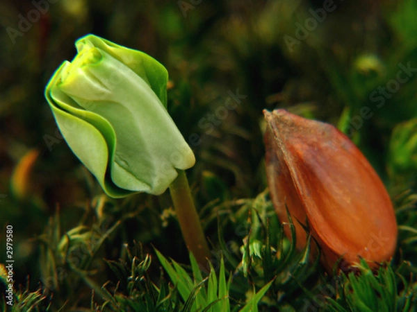 Obraz keimende buche