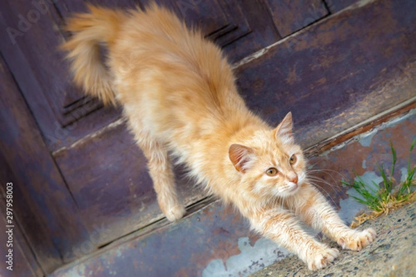Fototapeta Cat  Stretching
