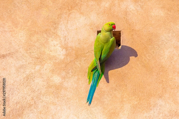 Fototapeta Green Parrot