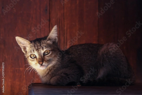 Fototapeta Cat Portrait