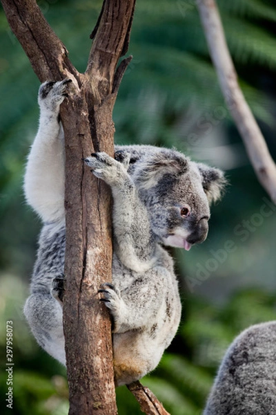 Obraz koala bear in tree