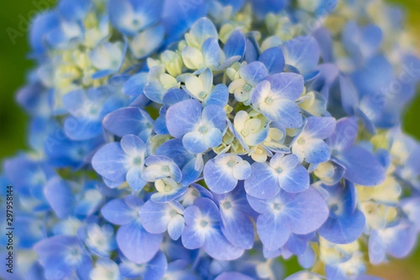 Obraz Blue Hydrangea