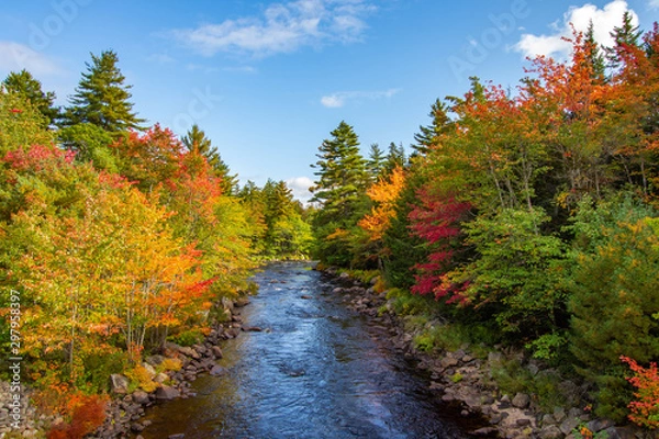 Fototapeta Fall Foliage 1