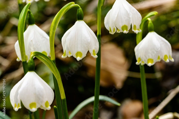 Fototapeta Märzeenbecher Spring