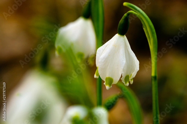 Obraz Märzenbecher Frühling