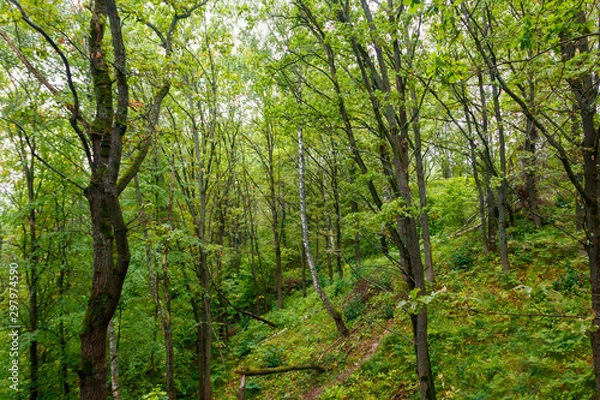 Obraz View of a green forest at summer