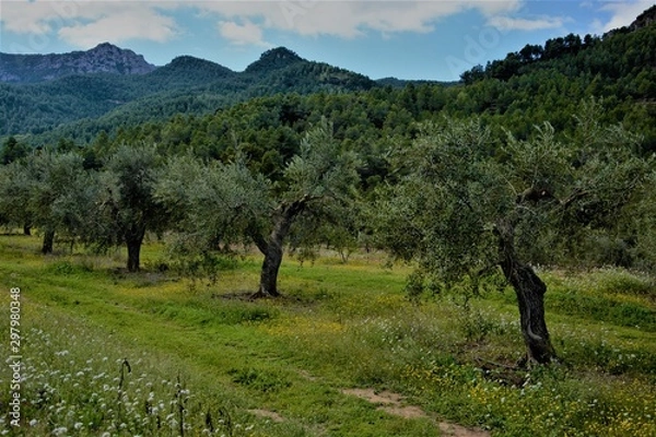 Fototapeta Olivos del Priorat