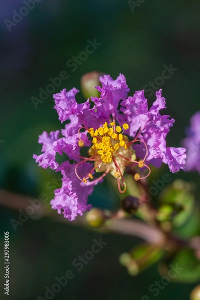 Fototapeta Outdoor blooming purple crape myrtle macro close-up，Lagerstroemia indica