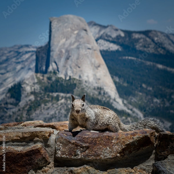 Obraz Half Dome and a squirrel