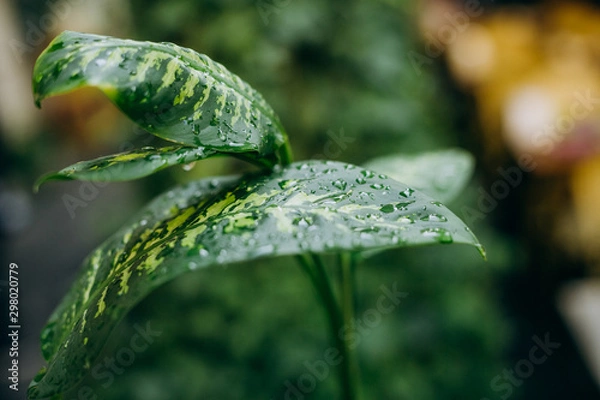 Obraz dew drops green tropical leaves ivy outside