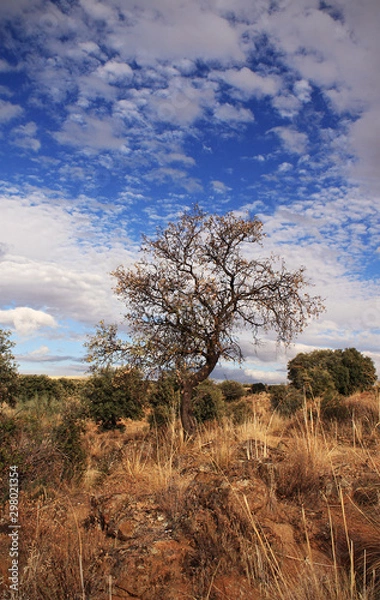 Obraz Bucolic image, countryside landscape