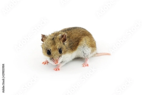Obraz Chinese hamster