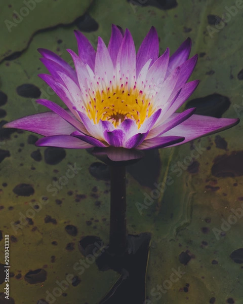 Obraz pink water lily lotus in pond in Thailand