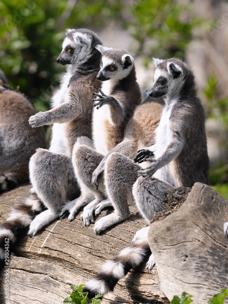 Obraz Lemuren beim Sonnenbaden