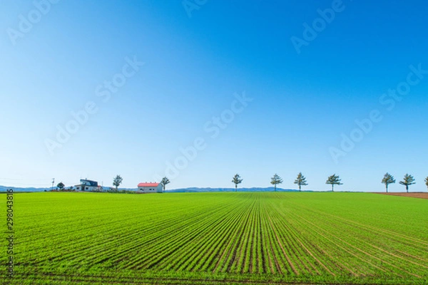 Obraz 北海道　メルヘンの丘