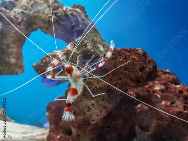 Fototapeta Red and white shrimp in aquarium.