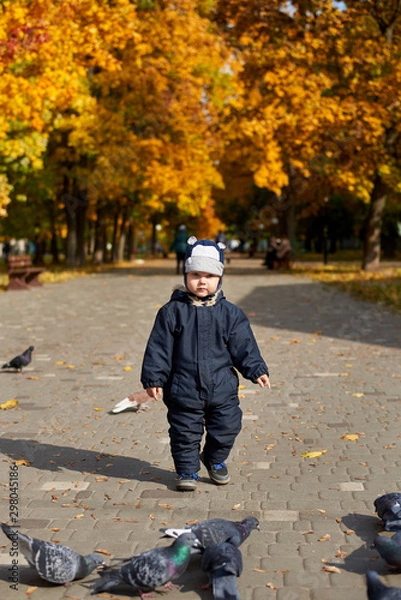 Fototapeta Little boy in overalls and a funny hat feeds pigeons in the park in autumn.