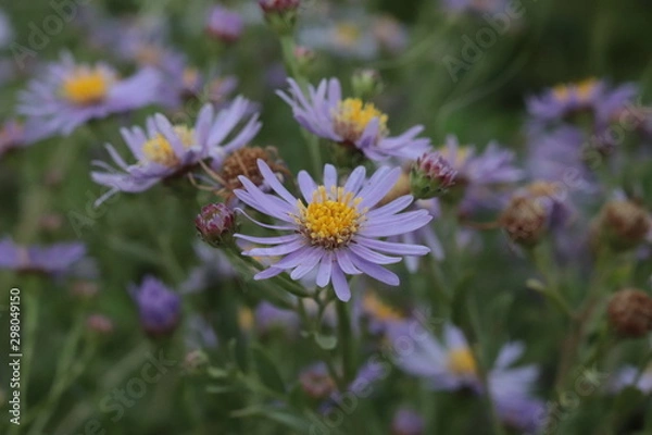 Fototapeta bee on flower
