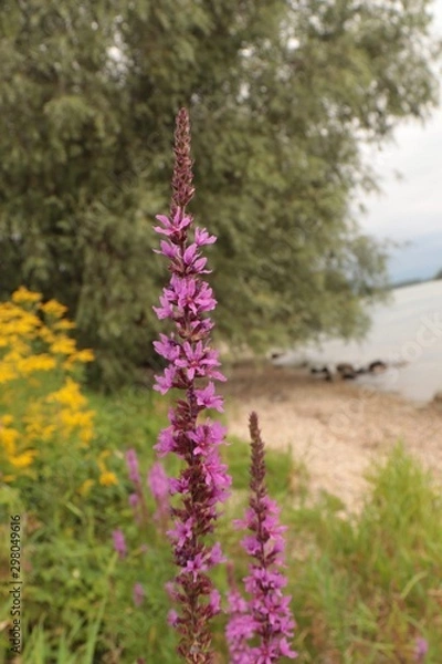 Obraz flowers in the forest