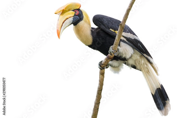 Fototapeta Great hornbill on branch on the White Blackground