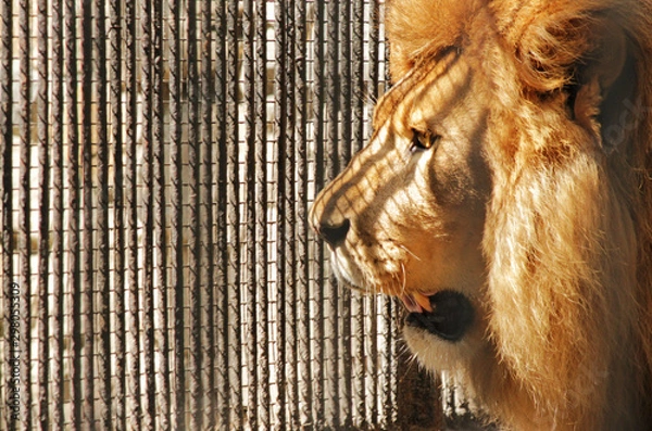 Fototapeta lion close-up profile on the background of zoo cells