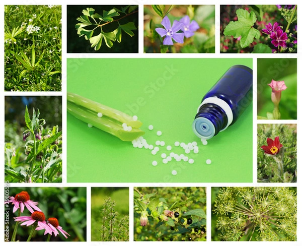 Obraz Komposition Heilpflanzen