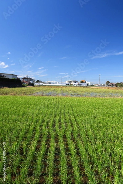 Fototapeta 稲穂が付き始めた穭田風景