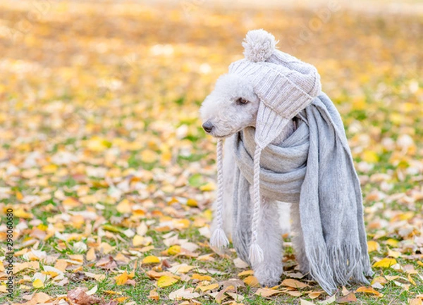 Fototapeta Bedlington terrier dog with scarf and warm hat on his head standing in autumn park and looking away on  empty space