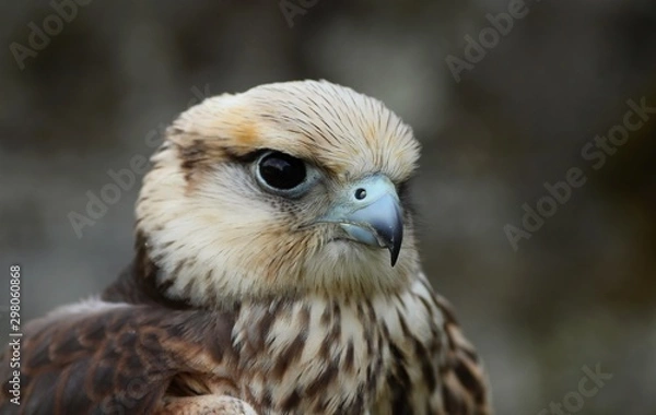 Obraz Details and portraits of birds of prey in nature or intended to hunt