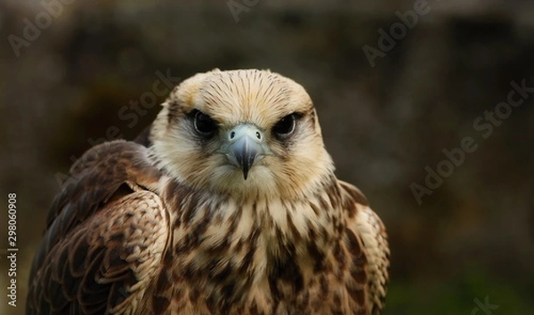 Obraz Details and portraits of birds of prey in nature or intended to hunt