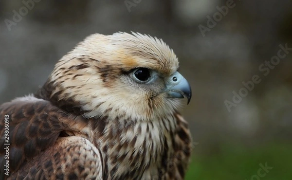 Obraz Details and portraits of birds of prey in nature or intended to hunt