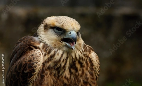 Obraz Details and portraits of birds of prey in nature or intended to hunt