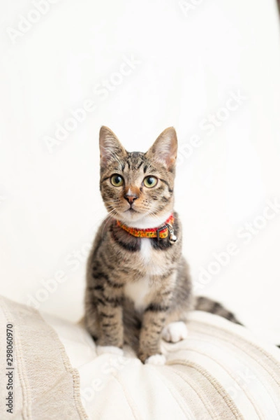 Fototapeta かわいい猫