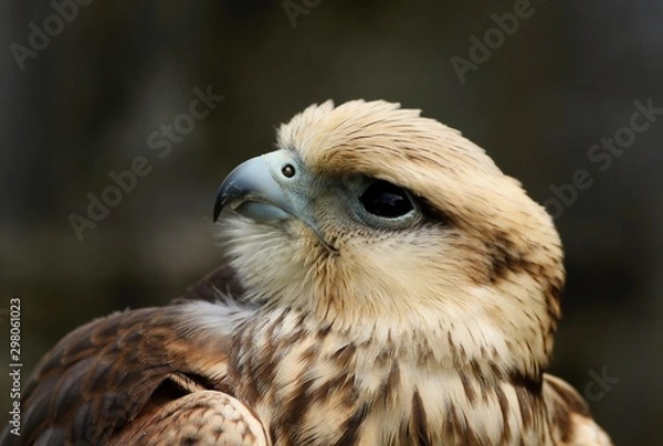 Obraz Details and portraits of birds of prey in nature or intended to hunt