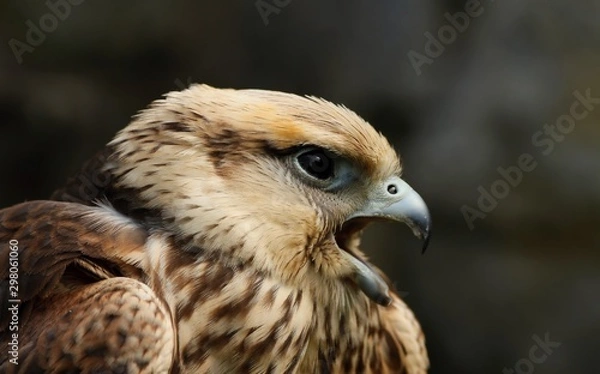 Obraz Details and portraits of birds of prey in nature or intended to hunt