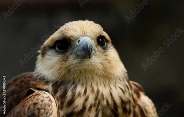 Obraz Details and portraits of birds of prey in nature or intended to hunt