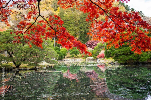 Fototapeta 秋の日本庭園