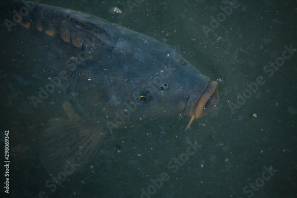 Obraz Fish floating underwater in detail