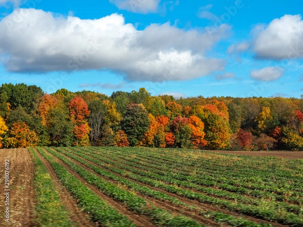 Fototapeta farm rows with autumn trees