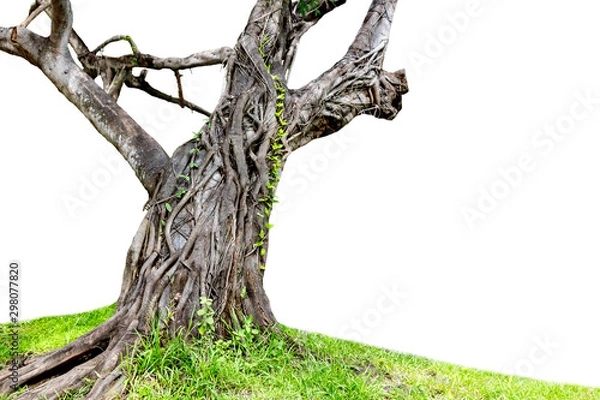 Obraz Trunk and big tree roots spreading out beautiful in the tropics. The concept of care and environmental protection.