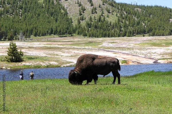 Obraz bison in yellowstone grazing while two men fish