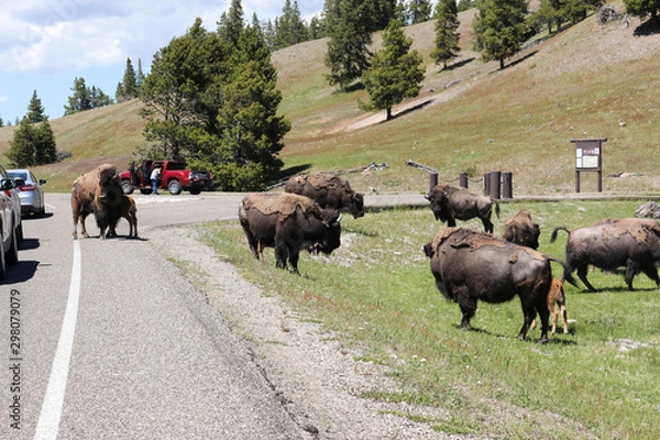 Obraz buffalo in yellowstone national park blocking road