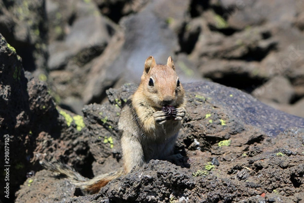 Obraz chipmunk eating berry front view