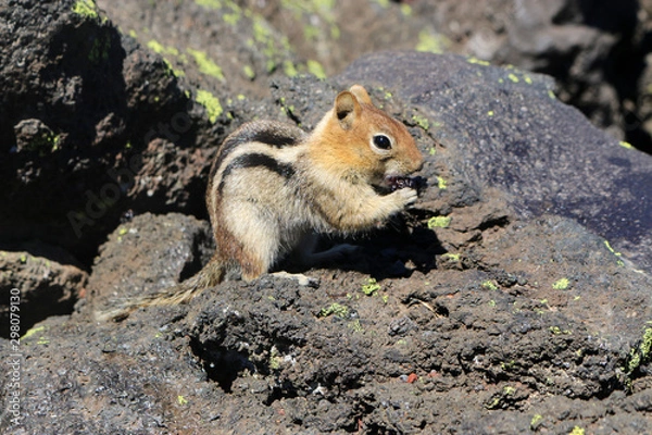 Obraz Chipmunk eating
