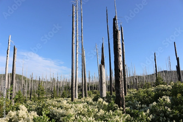 Obraz burnt trees in summer forest